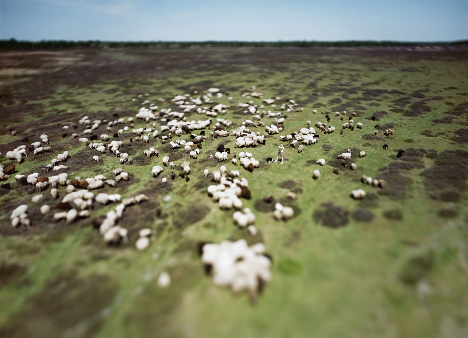 The Balloërveld flock